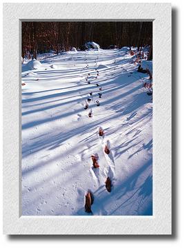 Snowy Prints