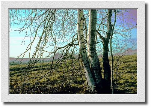 Solarized Birches