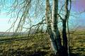 Solarized Birches