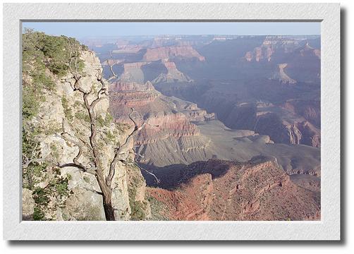 Canyon Sunrise, Gnarled Tree