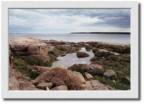 Tide Pool