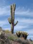 Saguaro Cactus, Tonto National Monument