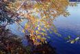 Tree Over Pond