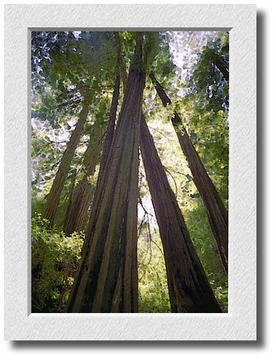 Muir Woods