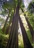 Muir Woods