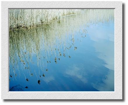 Weeds In Stream, Coolidge Reservation