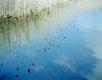 Weeds In Stream, Coolidge Reservation